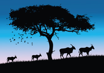 Animals