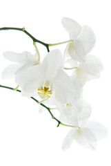 Fototapeta na wymiar Blooming white orchids flower isolated on white background