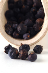 Bacche di ginepro - Juniperus communis