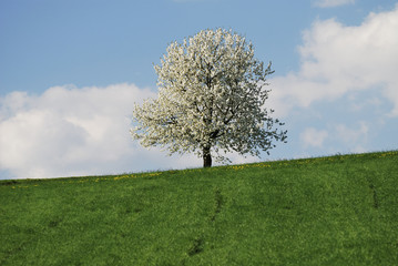 Fototapeta na wymiar Blossoming tree