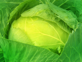 Fototapeta premium Cabbage leaves