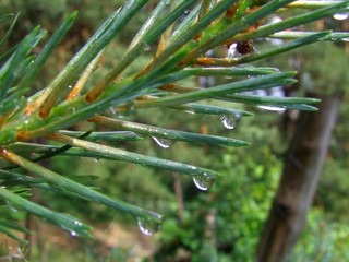 kropelki na gałęzi © GKor