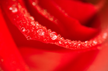 Petals of roses