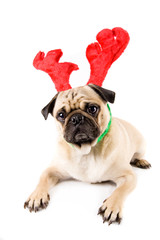 christmas dog with funny hat