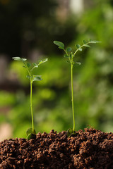 Two plants growing from soil