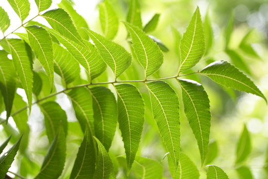 Neem leaves-Azadirachta indica