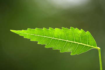 Neem leaf-Azadirachta indica