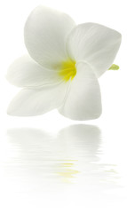 reflets fleur blanche frangipanier fond blanc