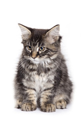 Beautiful Maine Coon kitten