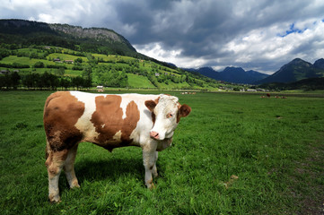 Bull in a grass field