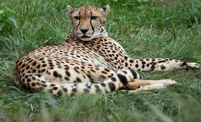 close-up of a beautiful cheetah (AcinonyClose-up of a beautiful