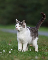 cute kitty cat outdoors on a green lawn.