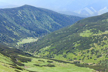 Herd of sheep on summer mountain pasture