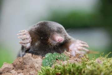 Maulwurf (Talpa europeae )