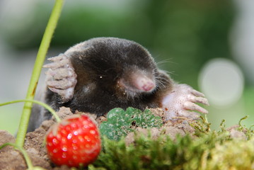 Maulwurf (Talpa europeae )