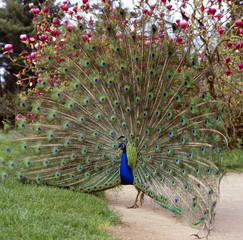 Pfau_112546