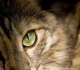 Cat's eye
