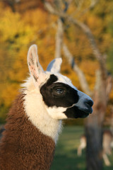 Lama im Herbst