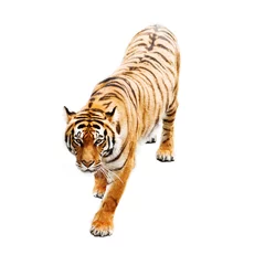 Deurstickers Tijger tijger