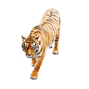 Fototapeta tiger