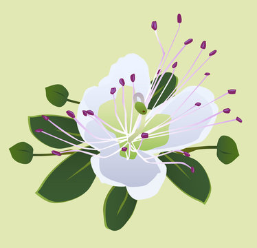 Fiore cappero