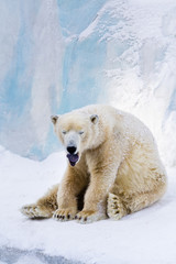 Obraz na płótnie Canvas Tired polar bear yawning