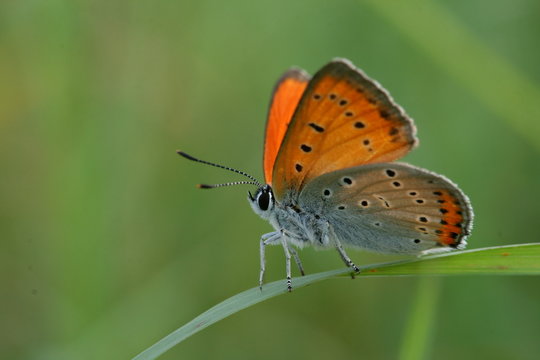 papillon cuivré des marais