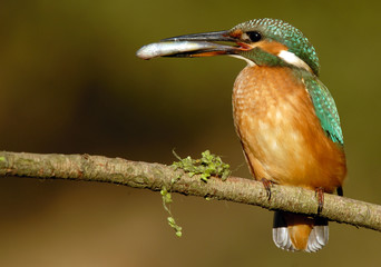 Martín pescador con pez
