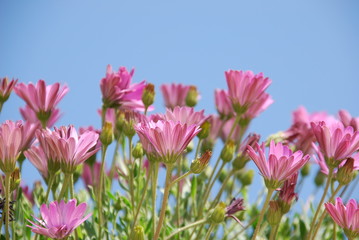 Kapk&ouml;rbchen (Osteosermum )