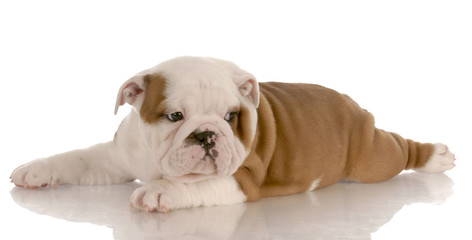 seven week old red and white bulldog puppy laying down