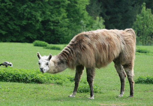 Lama