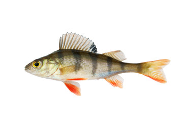 Small perch isolated on white background