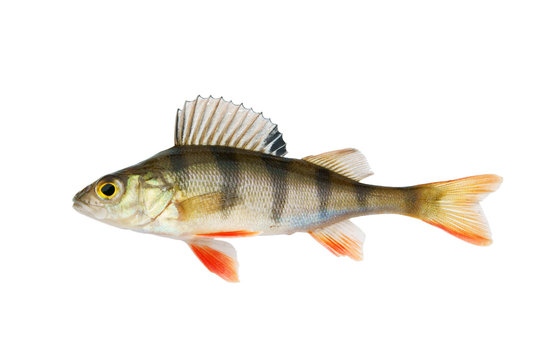 Fototapeta Small perch isolated on white background