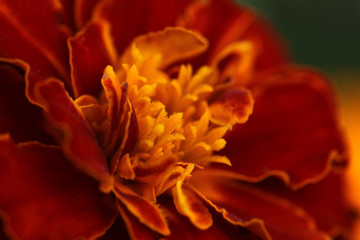 Tagetes