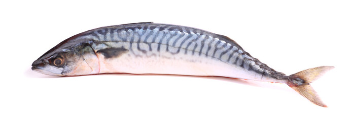 Mackerel