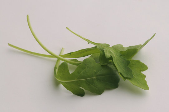 Rucola - Eruca sativa