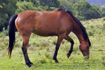 A Brown Horse eating grass