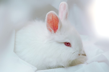 rabbit
