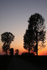 Sunset and trees