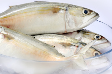 mackerel
