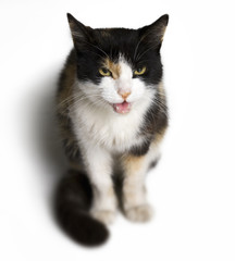 Cat on white background