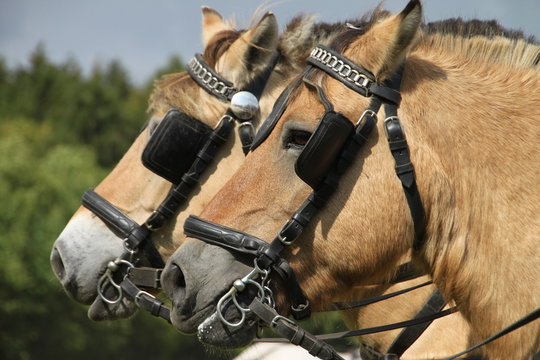 Norweger mit Scheuklappen