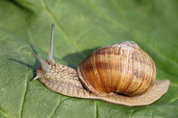 Weinbergschnecke