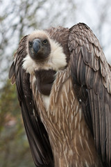African White-backed Vulture (1)