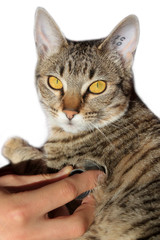 auscultation du chat