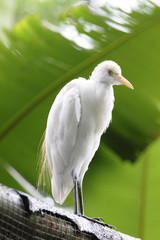 A white egret on a rooftop at the Kuala Lumpur Bird Park