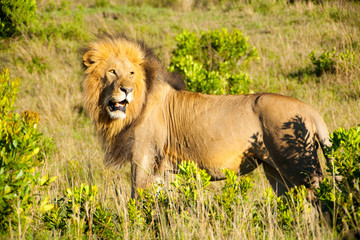 Wild lion in Kenya national park