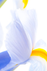 Close up of Iris petal ..