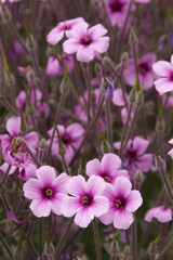 Fototapeta premium Perennial-Oxalis adenophylla