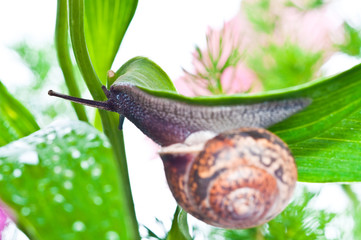 snail on fresh leaf